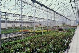 Photo of Nursery Greenhouse: Sweeper Hire